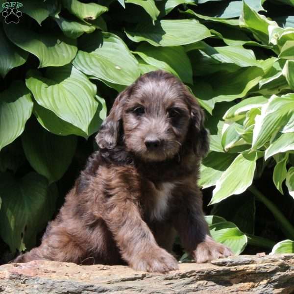 Mitch, Irish Doodle Puppy